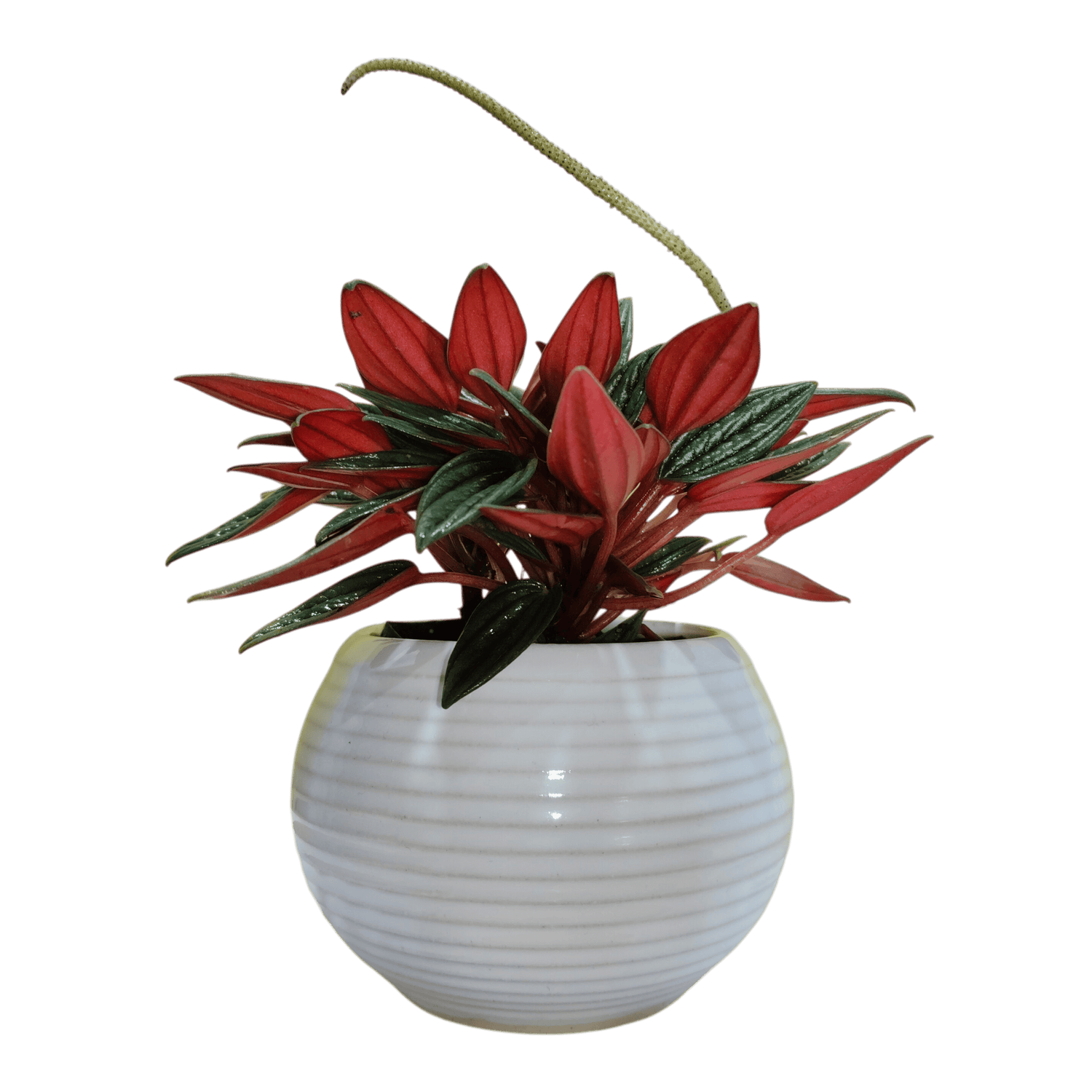 Shop Indoor Plants, Succulents & Cacti