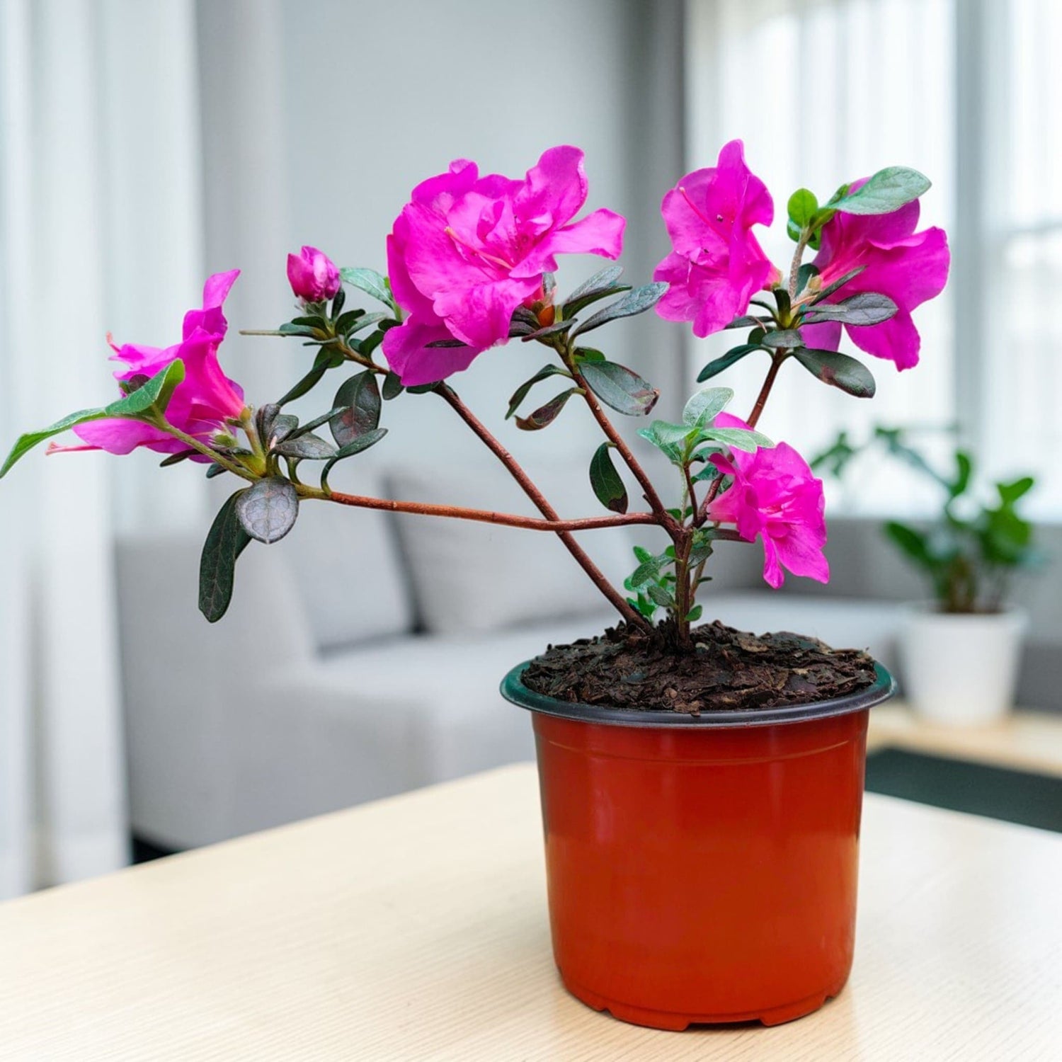 Azaleas - Frek