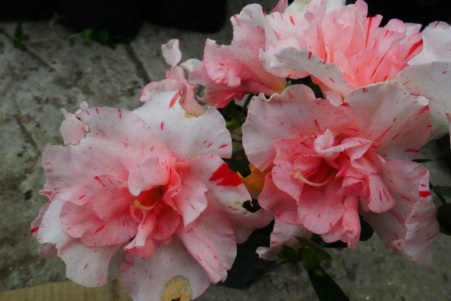 Flowering Plants