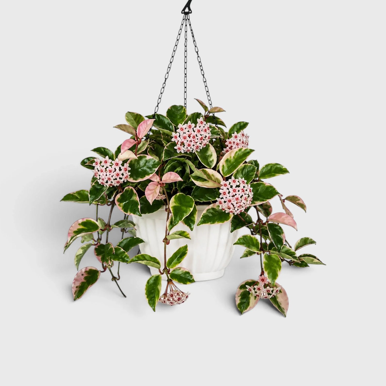 Hoya Krimson Queen Karnosa Variegated Plant