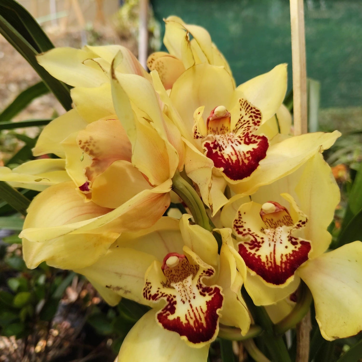 Orchids