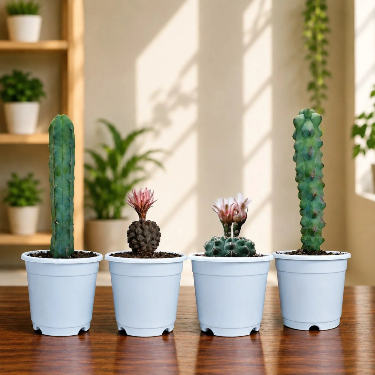 Collector Cactus Collection | 4 Rare & Unusual Well Rooted Cacti