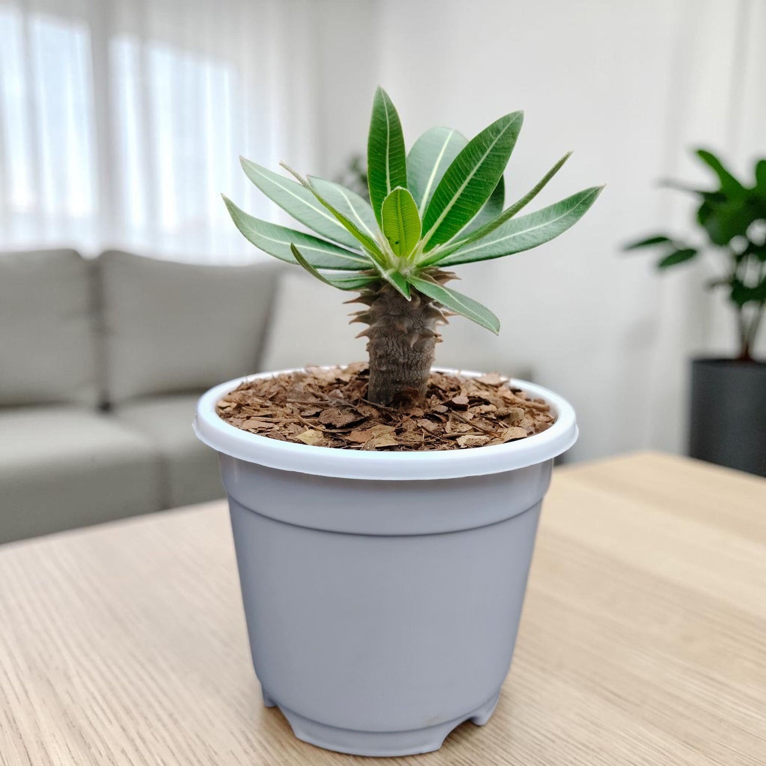 Pachypodium - Frek
