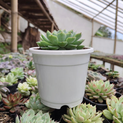 Echeveria Alfred Hybrid - Bare Rooted | Succulent for Home Decor