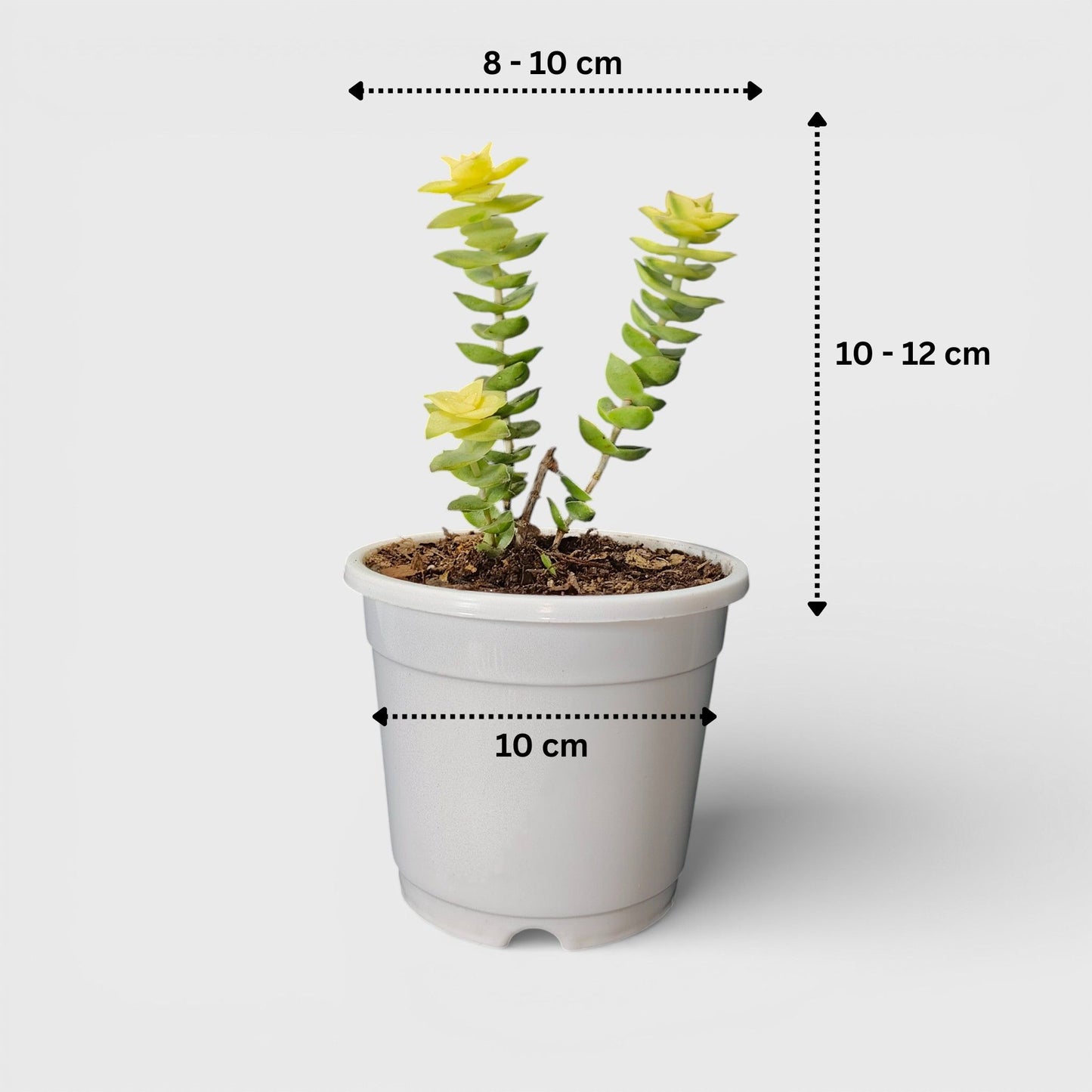 Crassula Perforata Variegated Vastu String of Buttons | Bare Rooted