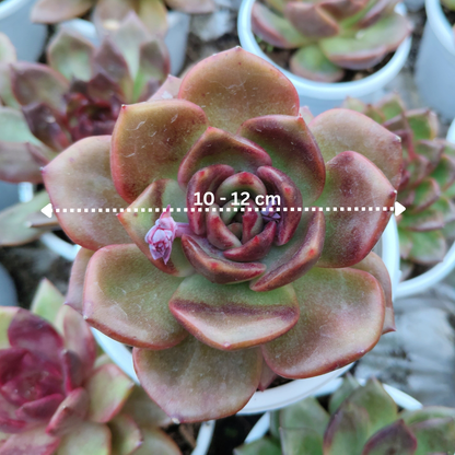Unique Echeveria Auburn - Big Size Succulent | Rare Ruffled Succulent | Pastel Collector Plant – Bare-Rooted