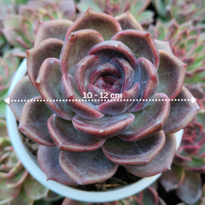 Echeveria Purple Blue Grapes – Rare & Unique Big Size Succulent Plant – Bare-Rooted