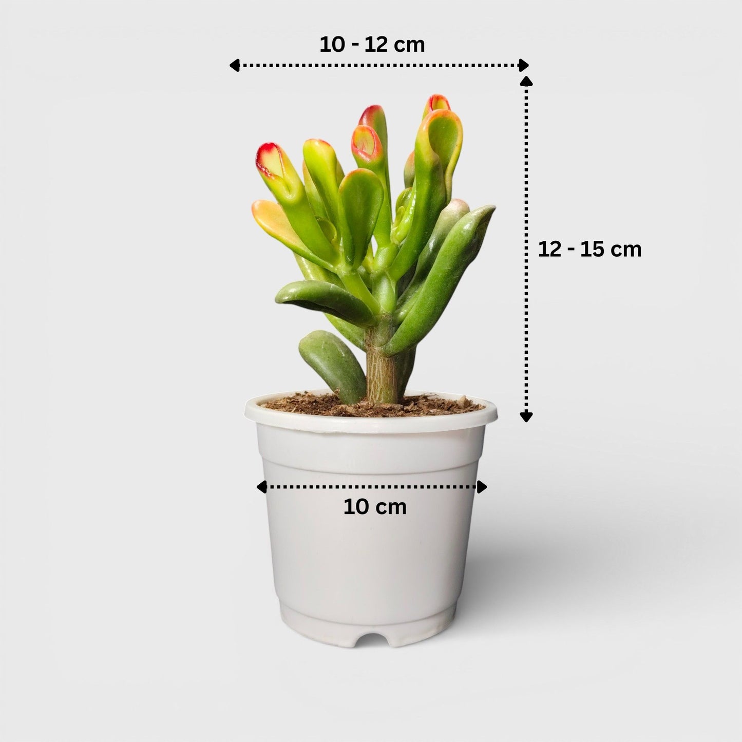 Crassula Ovata Hobbit Shrek's Ears or Ogre's Ears | Jade Succulent | Vastu Plants For Home | Bare Rooted