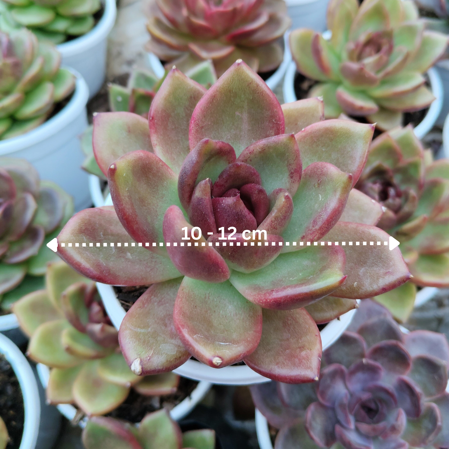 Echeveria Agavoides Red Spikes - Big Size | Rare & Unique Collector Succulent | Dramatic Color – Bare-Rooted
