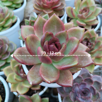 Echeveria Agavoides Red Spikes - Big Size | Rare & Unique Collector Succulent | Dramatic Color – Bare-Rooted