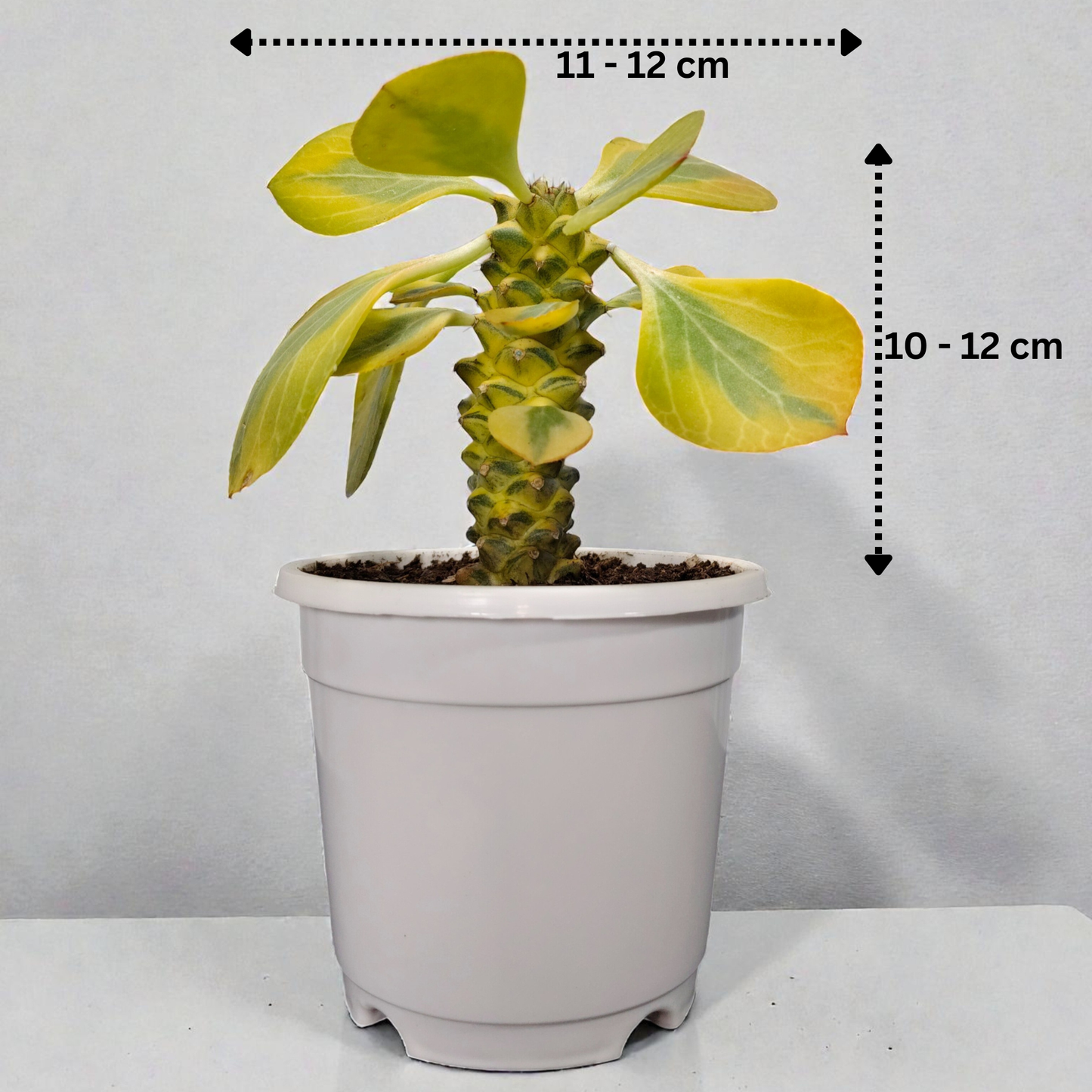 Euphorbia Monadenium Bare-Rooted Succulent - African Milk Barrel