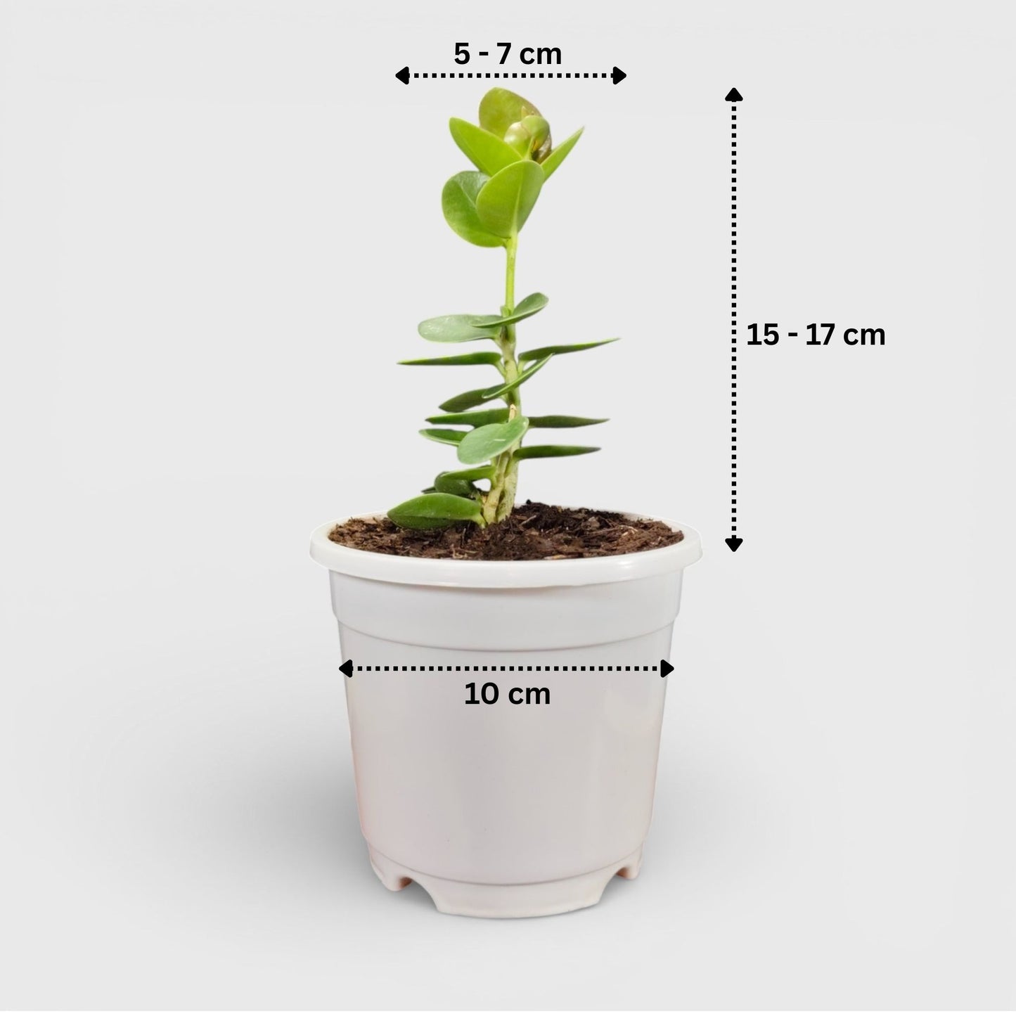 Hoya Cummingiana (Hoya cumingiana Decne) Live Plant – Mature Medium Size, Well-Rooted, Bare-Rooted Indoor Hoya
