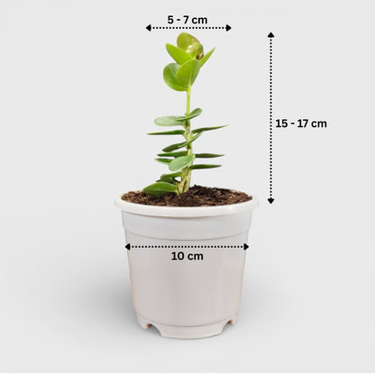 Hoya Cummingiana (Hoya cumingiana Decne) Live Plant – Mature Medium Size, Well-Rooted, Bare-Rooted Indoor Hoya