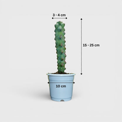 Blue Boob Cactus Live Plant – Big Size Myrtillocactus Geometrizans | Bare Rooted Cactus