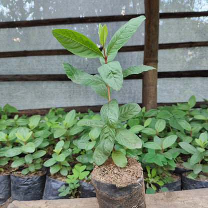 Darjeeling Guava Plant Matured Outdoor Fruit Plant 12–17 Inch | Bare Rooted