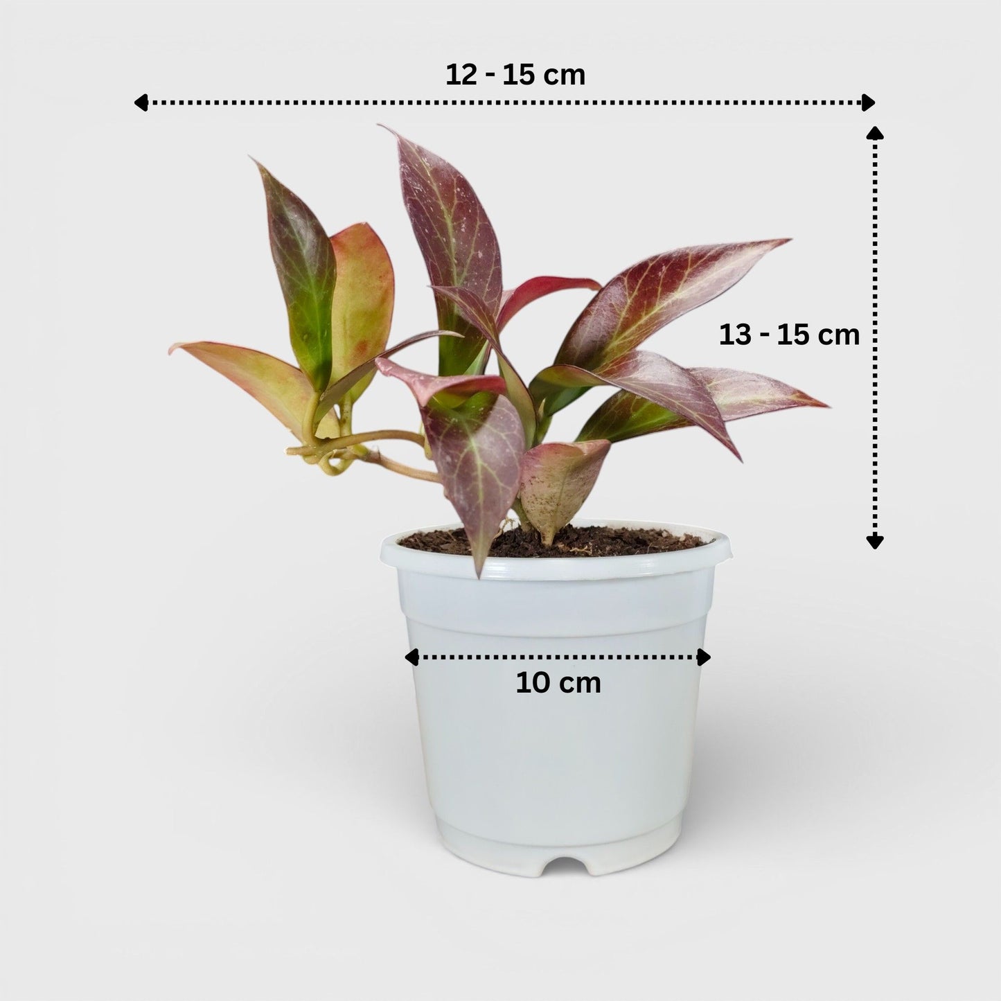 Hoya Sunrise (Hoya lacunosa × Hoya obscura) Live Plant – Mature Medium Size, Well-Rooted, Bare-Rooted Indoor Hanging Hoya