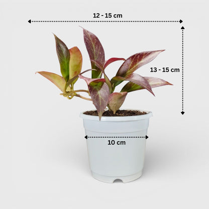 Hoya Sunrise (Hoya lacunosa × Hoya obscura) Live Plant – Mature Medium Size, Well-Rooted, Bare-Rooted Indoor Hanging Hoya