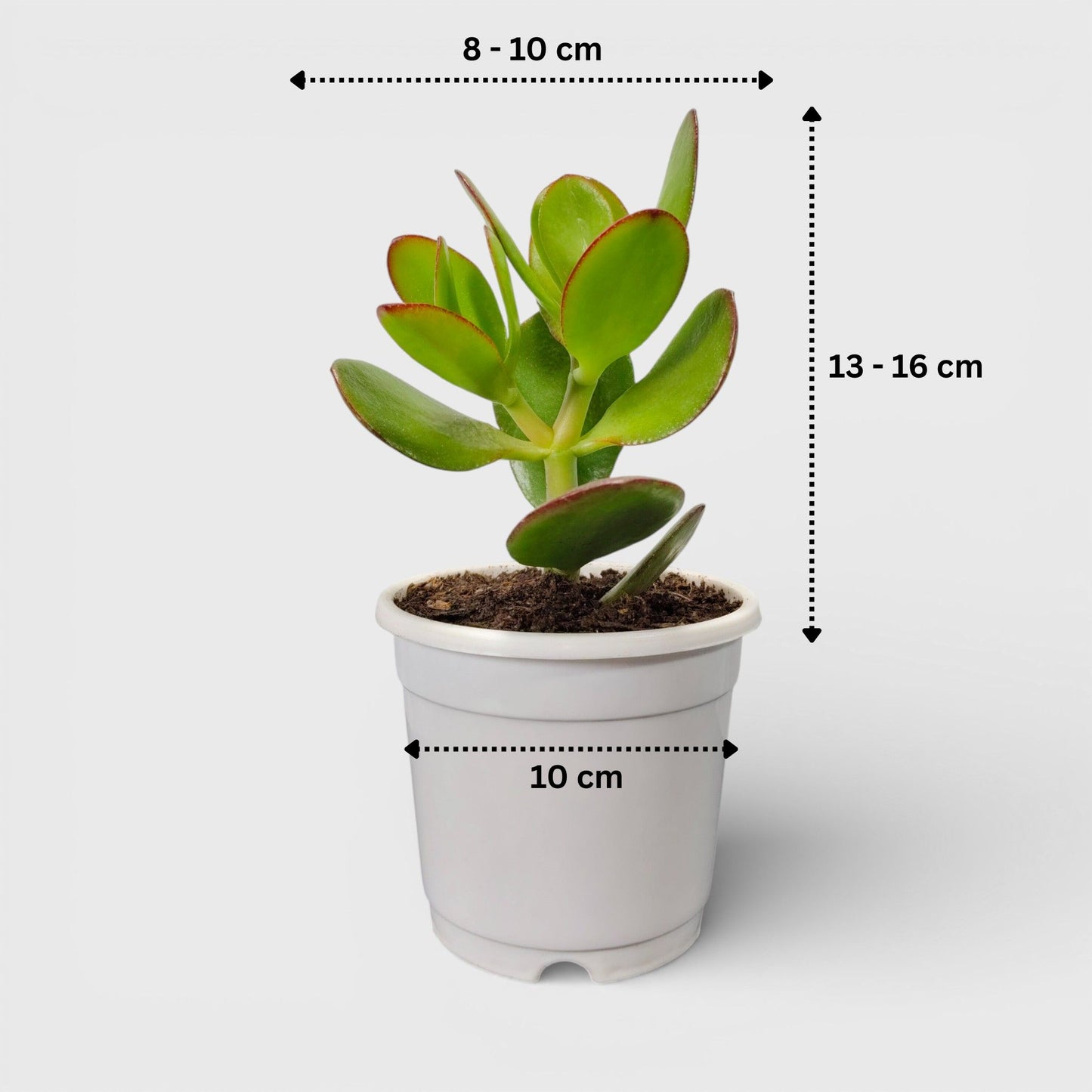 Crassula Ovata (Jade Plant) - The Prosperity Succulent for Home, Office, and Garden | Bare Rooted