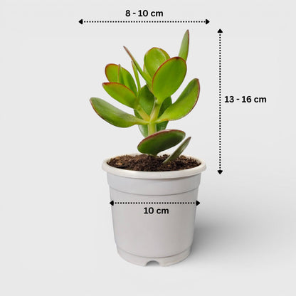 Crassula Ovata (Jade Plant) - The Prosperity Succulent for Home, Office, and Garden | Bare Rooted