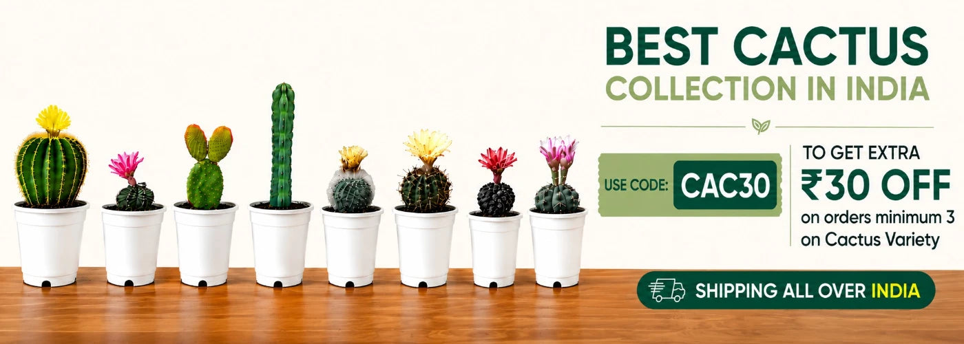 Cacti