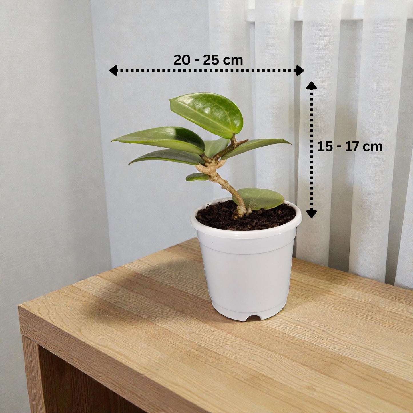 Hoya Sweet Scent | Bare Rooted | Fragrant Indoor Vine Plant | Flowering Plants