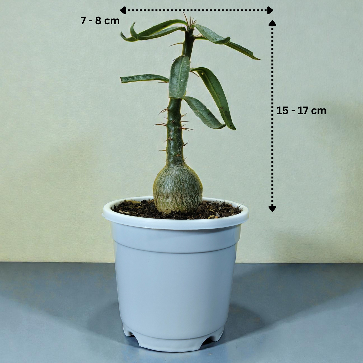 Pachypodium Succulentum: Stunning Madagascar Palm for Your Home | Fat Caudex Bonsai | Rare Exotic Succulent | Bare-Rooted