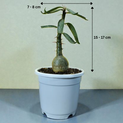 Pachypodium Succulentum: Stunning Madagascar Palm for Your Home | Fat Caudex Bonsai | Rare Exotic Succulent | Bare-Rooted