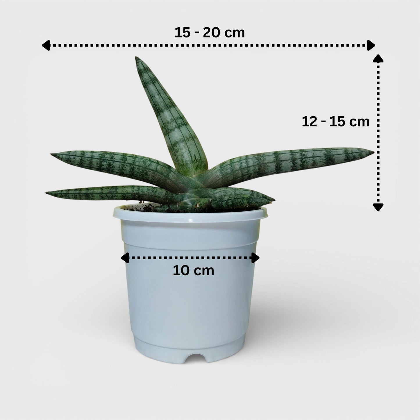 Sansevieria Boncel – Buy at a Low Price | Unique Starfish Snake Plant at Frek | Bare-Rooted | Air Purifying Indoor Plant
