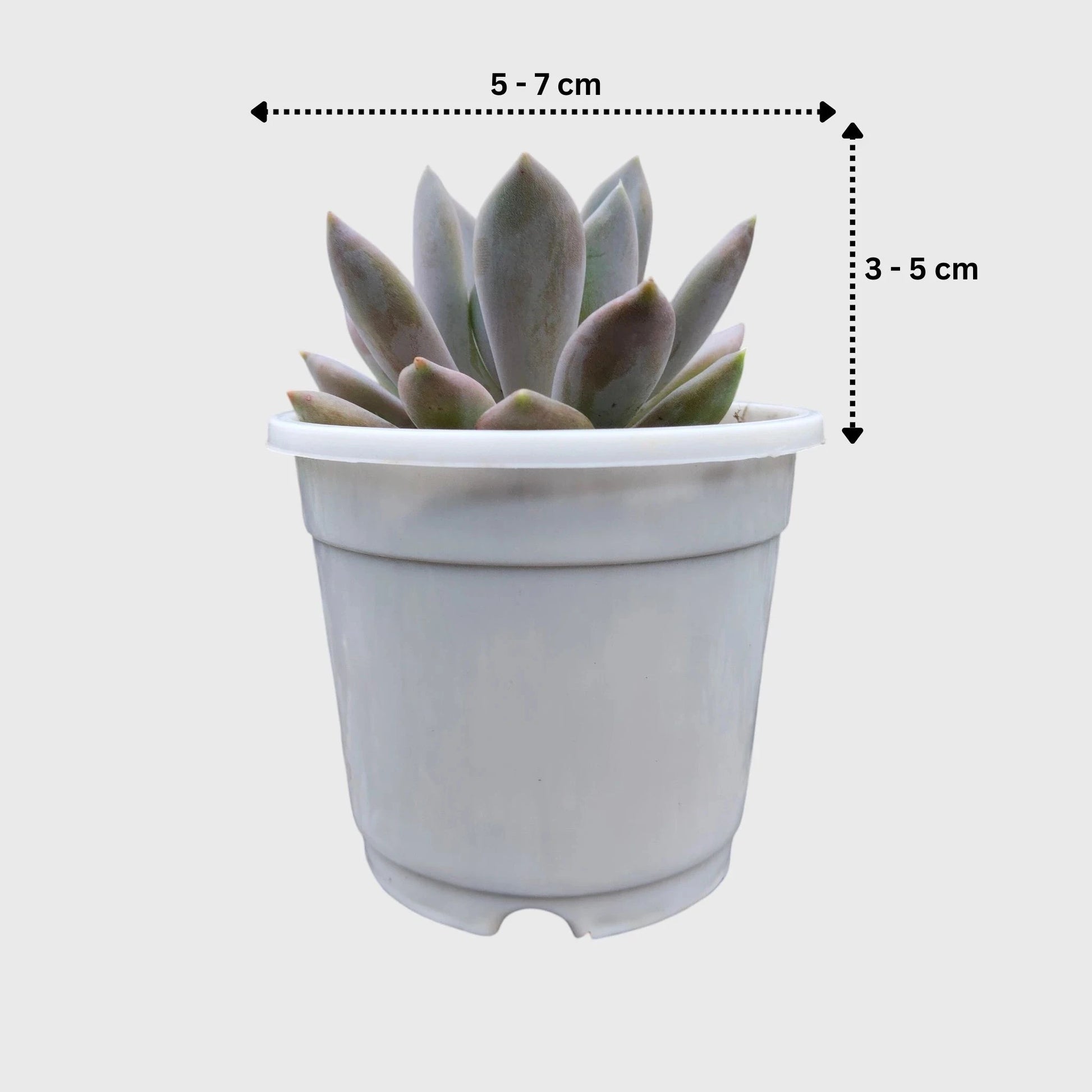 Pink Pachyphytum Pachyphytoides Hybrid – Rare Pink Collector Succulent | Perfect for Home Decor | Bare Rooted