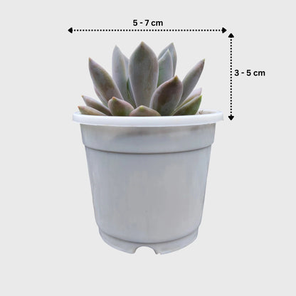 Pink Pachyphytum Pachyphytoides Hybrid – Rare Pink Collector Succulent | Perfect for Home Decor | Bare Rooted