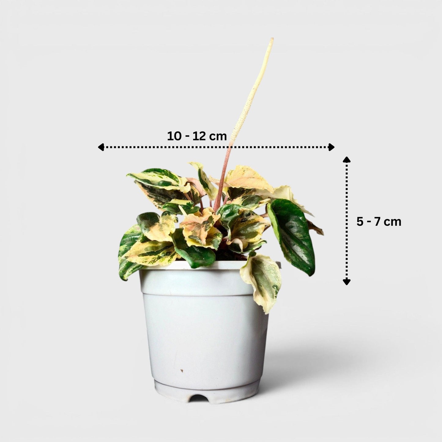 Peperomia Caperata ‘Pink Lady’ Variegated – Compact Indoor Foliage Plant