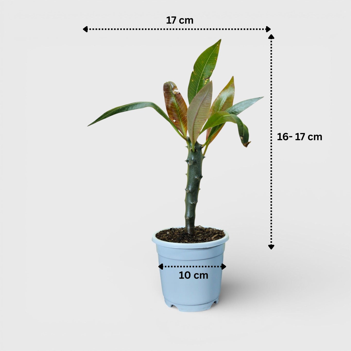 Pachypodium Baronii - Spiny Caudex Plant | Rare Exotic Succulent | Bare Rooted