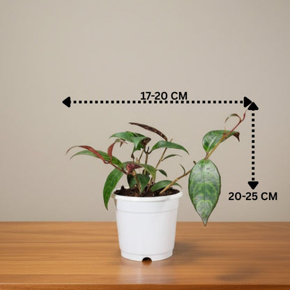 Black Pagoda Lipstick Plant (Aeschynanthus longicaulis) – Mature Medium Size, Well-Rooted, Bare-Rooted Indoor Hanging Plant