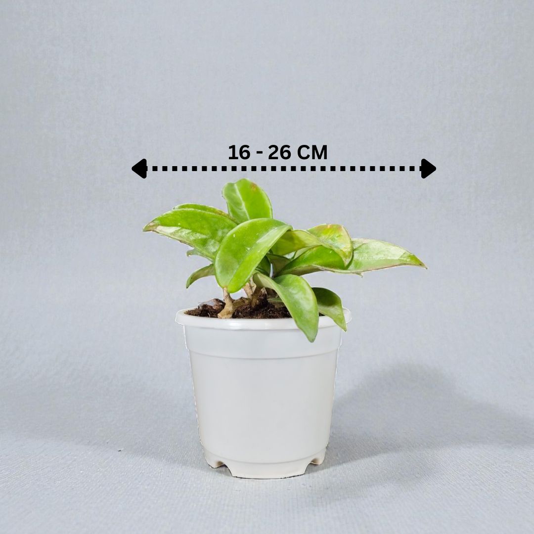 Hoya Krimson Queen Green Variegated Indoor Plant (Bare-Rooted)