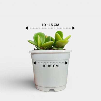 Peperomia Hope (Peperomia Tetraphylla) Live Plant – Mature Medium Size, Well-Rooted, Bare-Rooted Indoor Hanging Plant