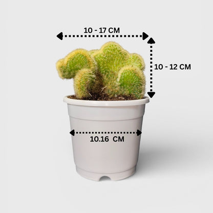 Rare Golden Rat Tail Crested Cleistocactus Indoor Cactus | Well Rooted - Mature Live Plant - (Bare-Rooted)
