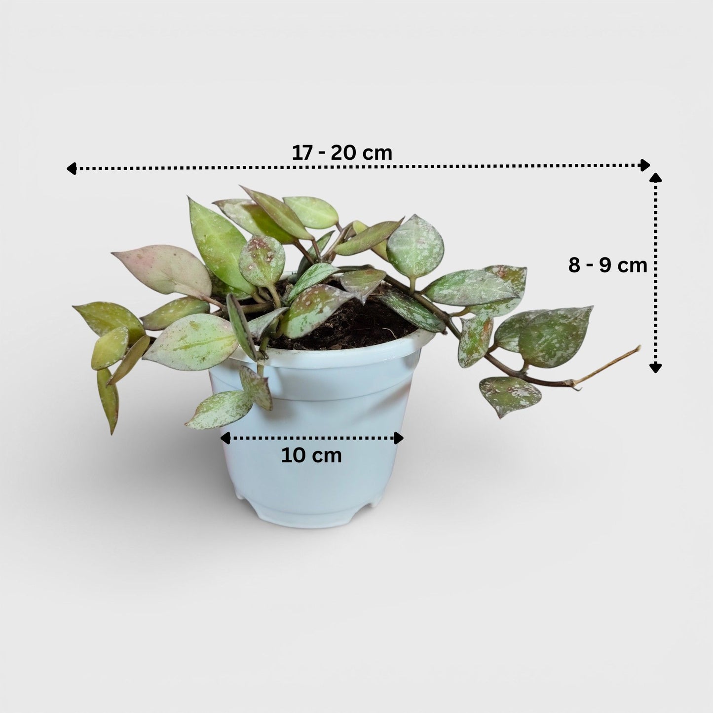 Hoya Krohniana Black Silver Live Plant – Mature, Well-Rooted Bare-Rooted Indoor Hanging Plant