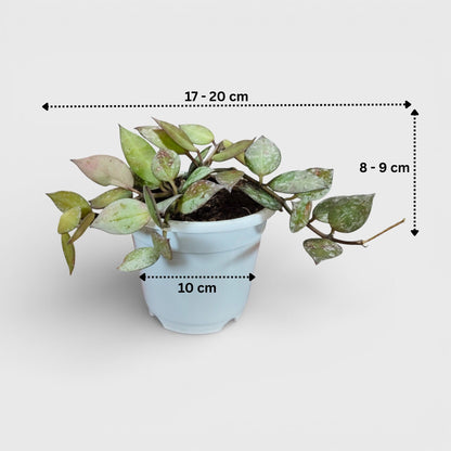 Hoya Krohniana Black Silver Live Plant – Mature, Well-Rooted Bare-Rooted Indoor Hanging Plant