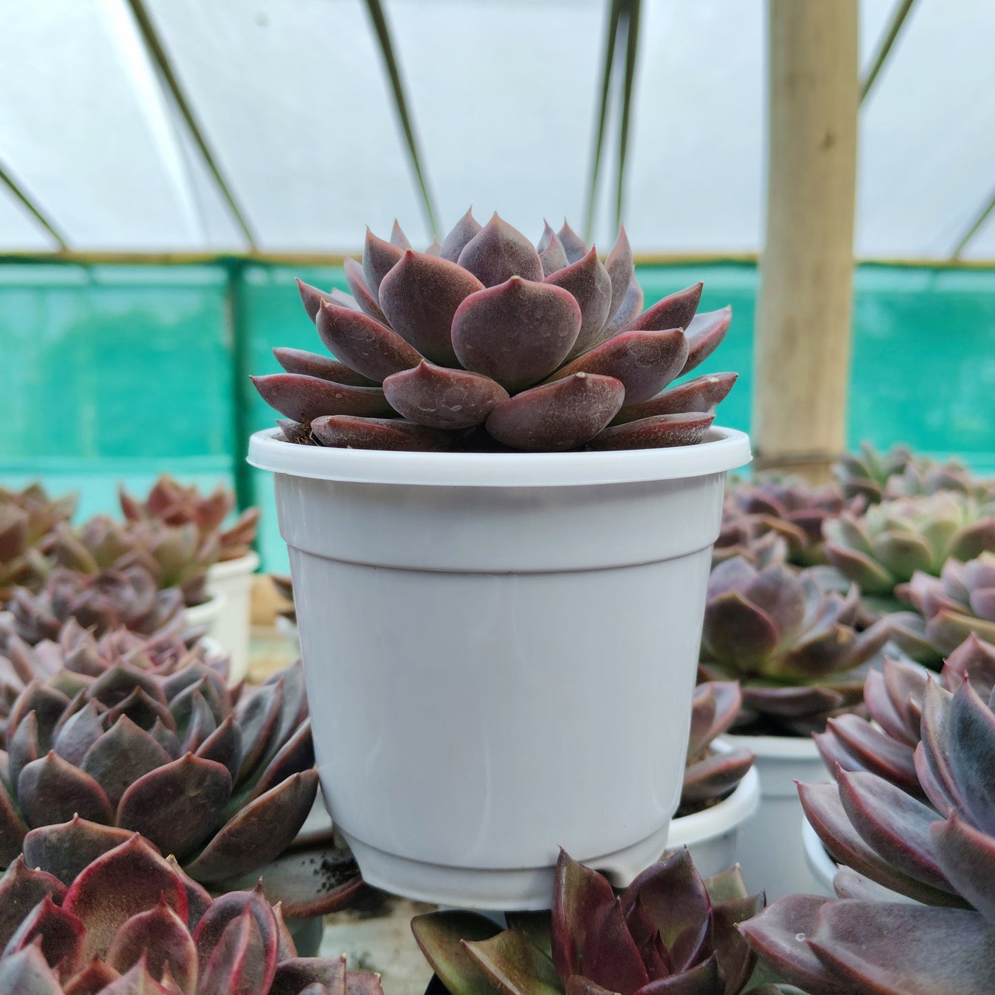 Echeveria Purple Spark – Premium Rare Violet-Toned Rosette with Bright Center Glow – Bare-Rooted