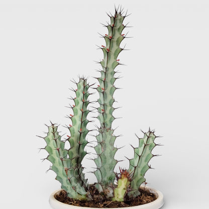 Euphorbia Greenwayi Sculptural Caudex Succulent Plant | Bare Rooted