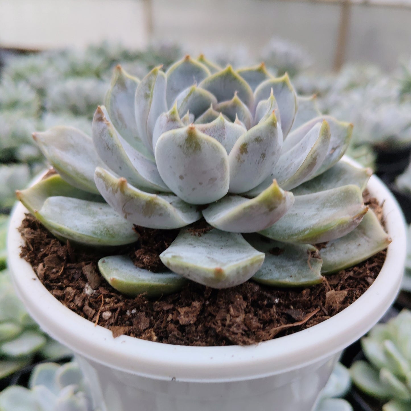Echeveria Elegance Powdery (Imported) | Bare-Rooted – Beautiful Succulent for Home and Office