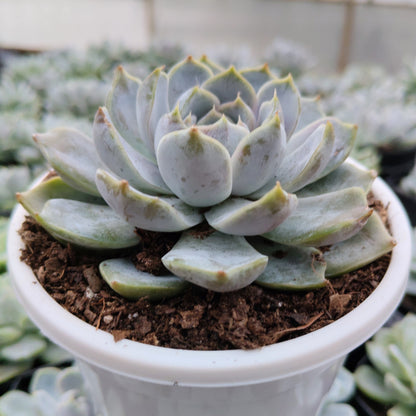 Echeveria Elegance Powdery (Imported) | Bare-Rooted – Beautiful Succulent for Home and Office