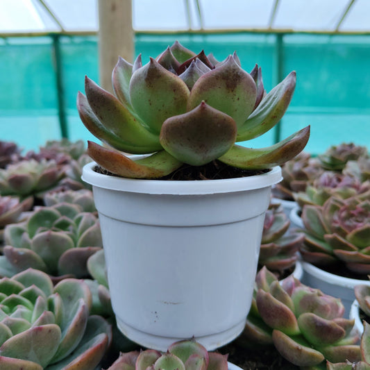 Echeveria Agavoides Green Forest - Rare Indoor Plant | Unique Rosette Succulent | Big Size Echeveria