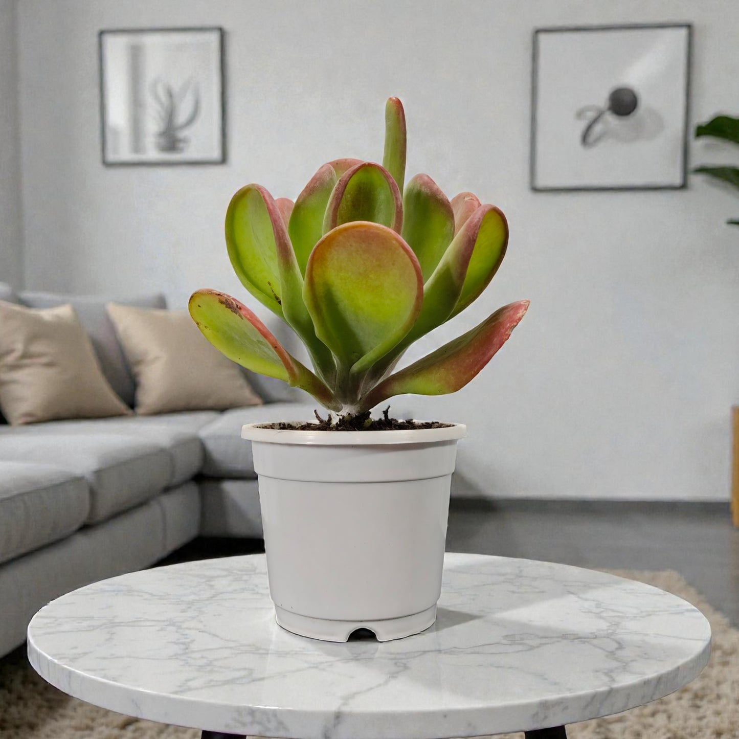 Kalanchoe Luciae Oricula – Live Mature Plant | Medium Size | Well-Rooted Succulent | Paddle Plant / Flapjack Kalanchoe – Bare-Rooted