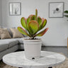 Kalanchoe Luciae Oricula – Live Mature Plant | Medium Size | Well-Rooted Succulent | Paddle Plant / Flapjack Kalanchoe – Bare-Rooted