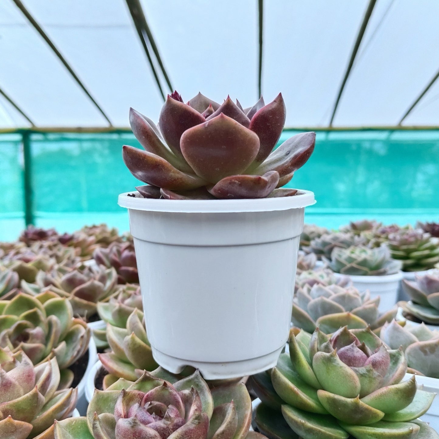 Unique Echeveria Auburn - Big Size Succulent | Rare Ruffled Succulent | Pastel Collector Plant – Bare-Rooted