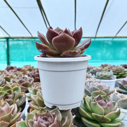 Unique Echeveria Auburn - Big Size Succulent | Rare Ruffled Succulent | Pastel Collector Plant – Bare-Rooted