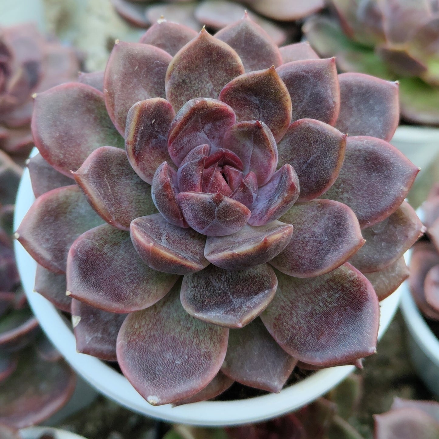 Echeveria Purple Spark – Premium Rare Violet-Toned Rosette with Bright Center Glow – Bare-Rooted