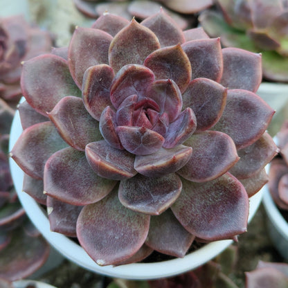 Echeveria Purple Spark – Premium Rare Violet-Toned Rosette with Bright Center Glow – Bare-Rooted