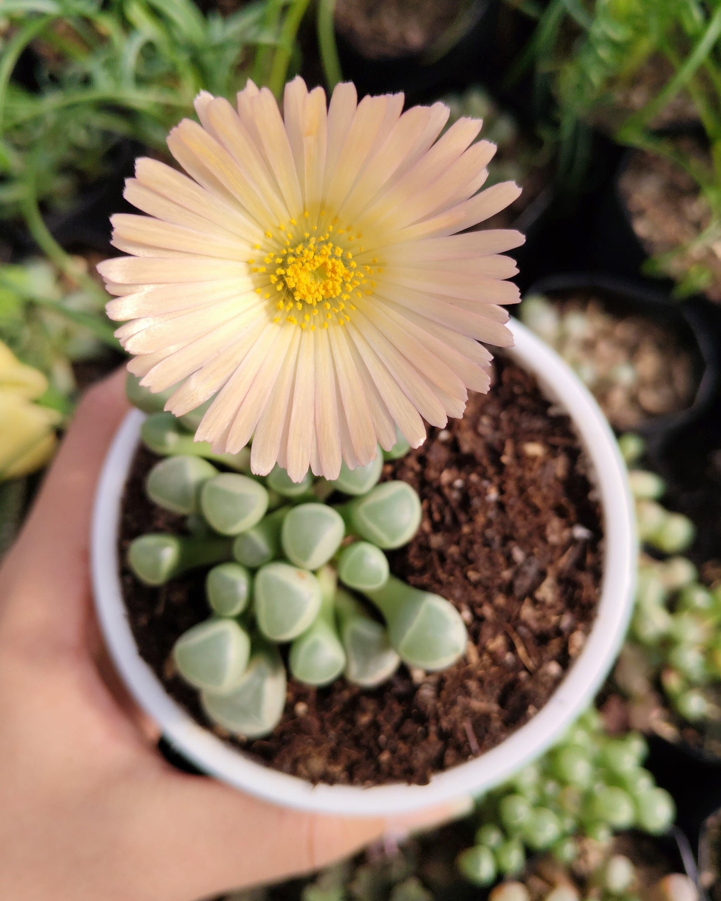 Fenestraria Rhopalophylla (Baby Toes) Succulent | Bare-Rooted – Nature’s Little Wonder